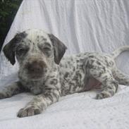 Blanding af racer Cirkeline