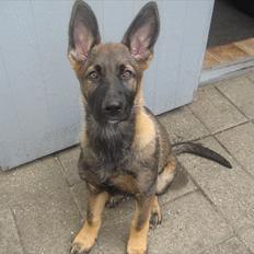 Schæferhund Scharif's B.Amy SOLGT