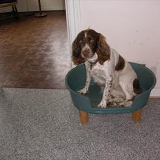 Engelsk springer spaniel Bella Mandø
