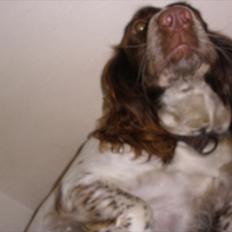 Engelsk springer spaniel Bella Mandø