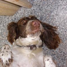 Engelsk springer spaniel Bella Mandø