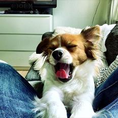 Blanding af racer Tinka'badinka