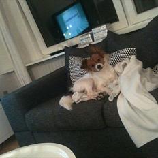 Blanding af racer Tinka'badinka