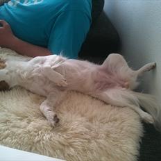 Blanding af racer Tinka'badinka