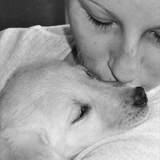 Labrador retriever Cleo