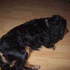 Blanding af racer Lexus