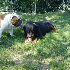 Rottweiler Whoopie vom Godewind