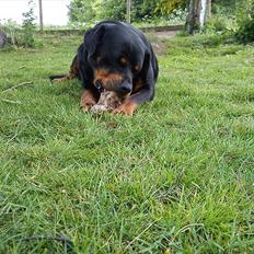Rottweiler Whoopie vom Godewind