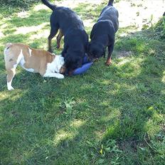 Rottweiler Whoopie vom Godewind