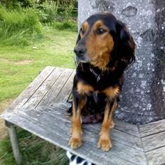 Gordon setter Bella