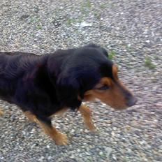Gordon setter Bella