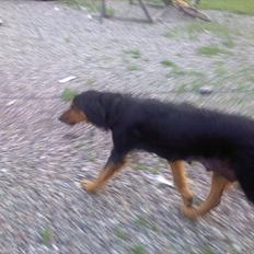 Gordon setter Bella