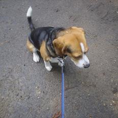 Beagle Futte