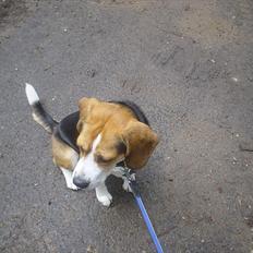 Beagle Futte