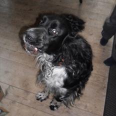 Engelsk springer spaniel Rollo 