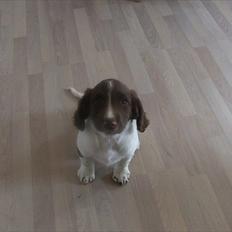 Field Trial spaniel Sakki