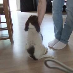 Field Trial spaniel Sakki