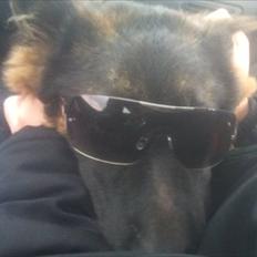 Schæferhund Flobber