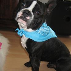 Fransk bulldog Tyson