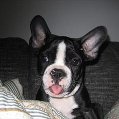 Fransk bulldog Tyson
