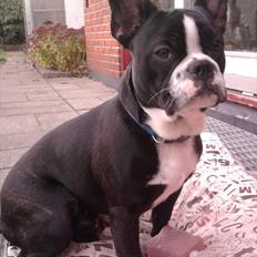 Fransk bulldog Tyson