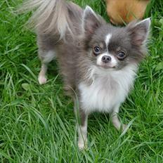 Chihuahua frebona's miss aisha bine "udstationeret"