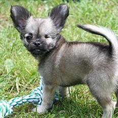 Chihuahua Kaptajn Amigo