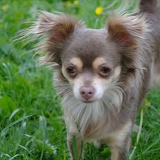 Chihuahua sns bolette nyby's Beta