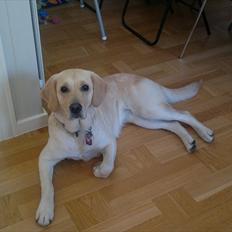 Blanding af racer Deedi 