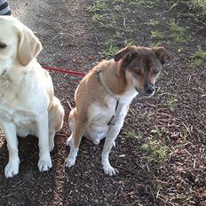 Blanding af racer Deedi 