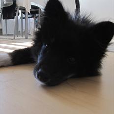 Blanding af racer Ziggi