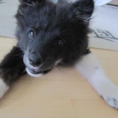 Blanding af racer Ziggi