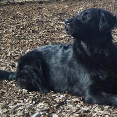 Blanding af racer Pingo 