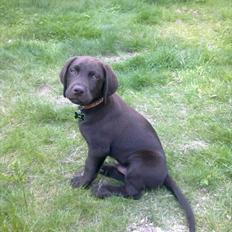 Labrador retriever Basse