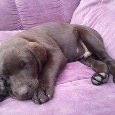 Labrador retriever Basse