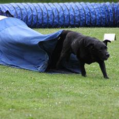Labrador retriever Walder (Rest in Peace)