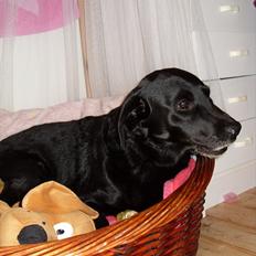 Labrador retriever anton