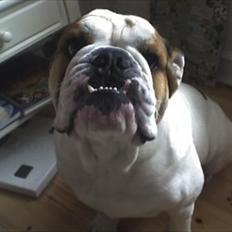 Engelsk bulldog basse bebbe bengtsson