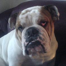 Engelsk bulldog basse bebbe bengtsson