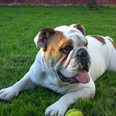 Engelsk bulldog basse bebbe bengtsson