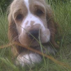 Cocker spaniel Bacio