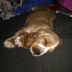 Cocker spaniel Bacio