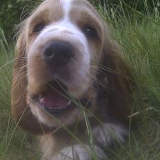 Cocker spaniel Bacio