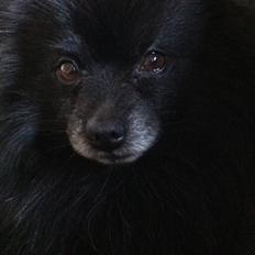 Pomeranian Himmelhunden -Lucky- 
