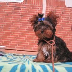 Yorkshire terrier Flex