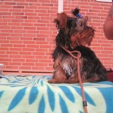 Yorkshire terrier Flex