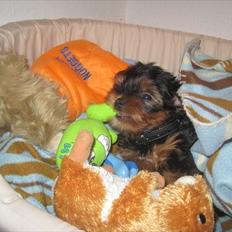 Yorkshire terrier Flex