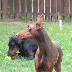 Dobermann Sonya Di Altobello
