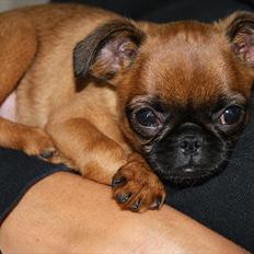 Griffon petit brabancon Betty Boop