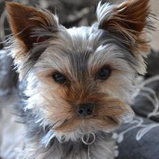 Yorkshire terrier Sofus